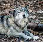 Female Timber Wolf