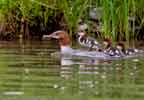 Mother Common Merganser with young