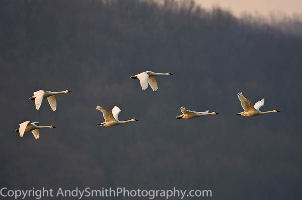 Six Tundra Swans in Flight at Sunrise