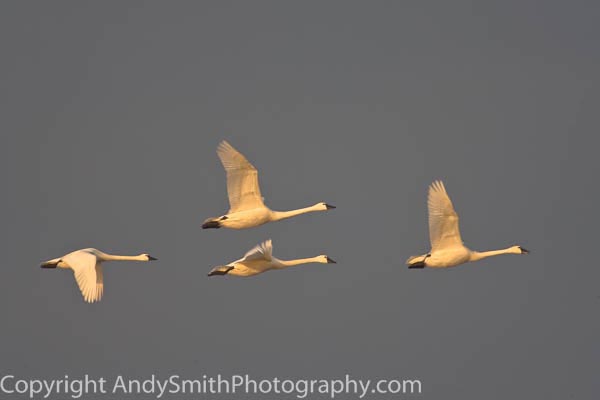 Four Tundra Swans in Flight in Sunrise Light
