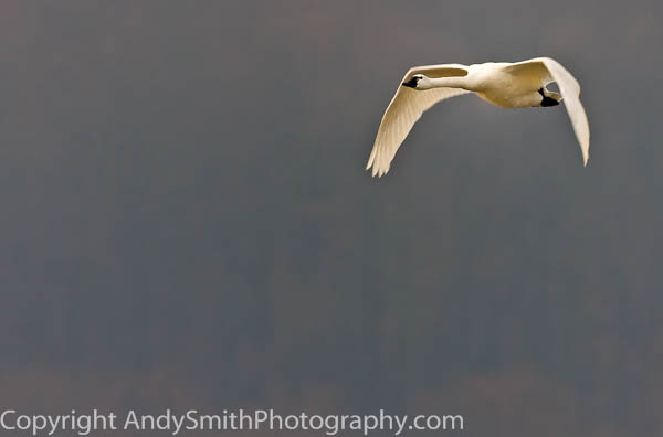 Tundra Swan in Flight at Sunrise