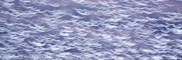 Snow Geese Flight Blur