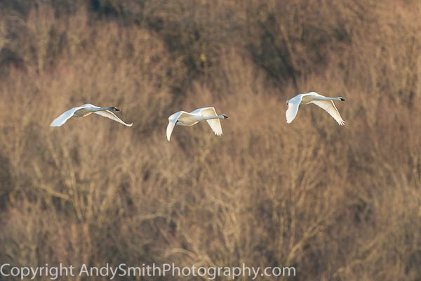 Three Tundra Swans in Flight