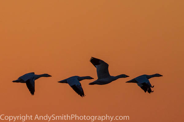 Four Snow Geese at Sunrise