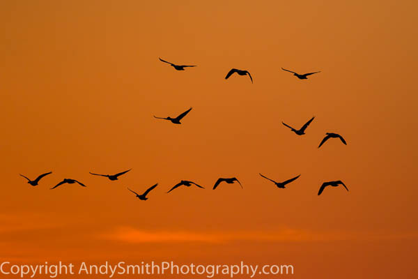 Snow Geese in Flight at Sunrise
