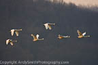 Six Tundra Swans in Flight
