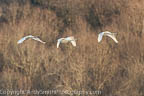Three Tundra Swans i nFLight