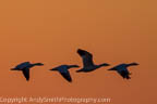 Four Snow Geese at Sunrise