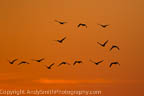 Snow Geese in Flight at Sunrise