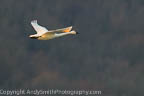 Tundra Swan Flying a tSunrise