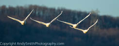 Four Tundra Swans in Flight