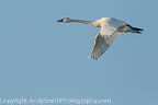 Lone tundra Swan in Flight