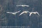 four Tundra Swans in Early Mornning