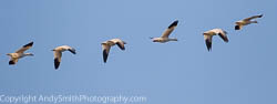 Snoe Geese Flying