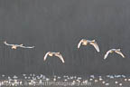 Four Tundra Swans in FLight