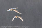 Two Tundra Swans in Early Moring FLight