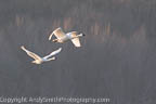 Pair of tundra Swans in FLight