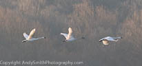 Three Swans in Flight in the Morning