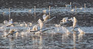 Tundra Swans Taking Off