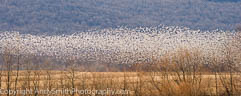 Snow Geese over the Corn Field
