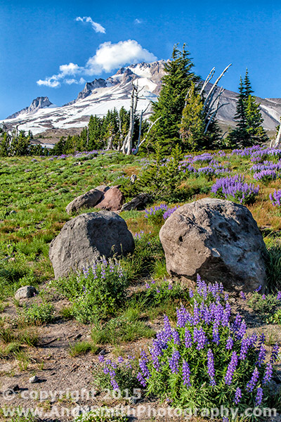 Mt Hood Summit with Rocks and Lupine