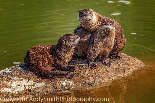 River otter Family