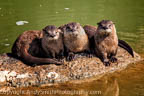 Watchful Otters