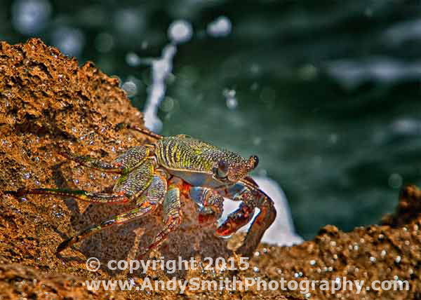 Crab onPuerto Rican Coast