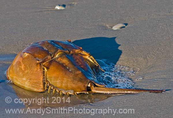 Horseshoe Crab