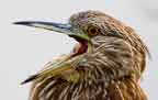 juvenile black-crowned night heron