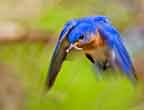 male bluebird in flight