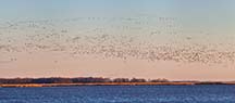 Cloud of Snow Geese At Bombay Hook