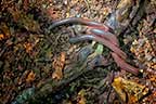 Three Millipedes on Appalachian Trail in New Jersey
