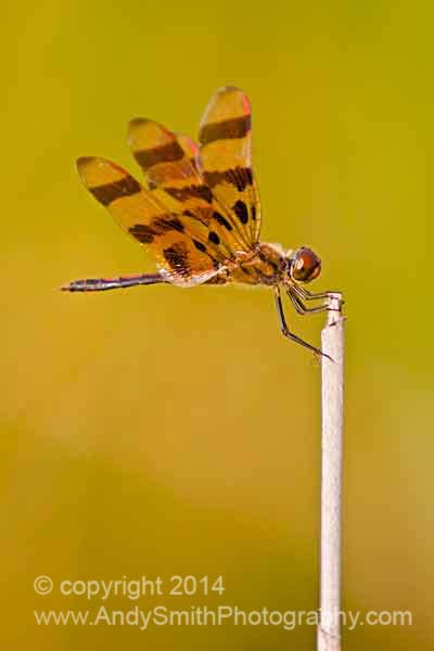 Halloween Pennant