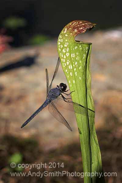 Dragonfly on Pitcher Plant