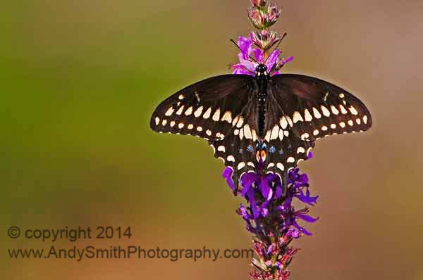 Black Swallowtail