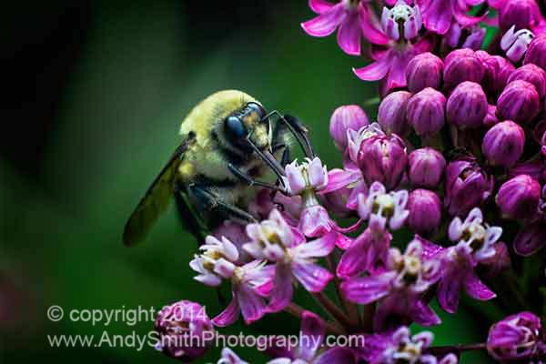Bumblebee on Pink Butterfly Weed