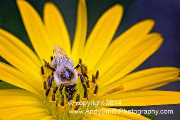 Bumblebee on Black-eyed Susan