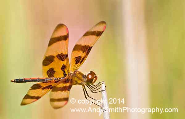 Halloween Pennant