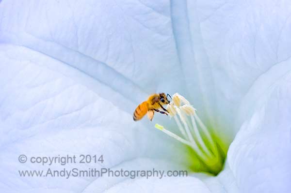 Honeybee on Lilly