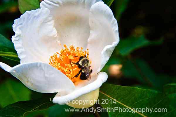 Bumblebee on Francolina Flower