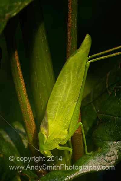 Greater Anglewing Katydid