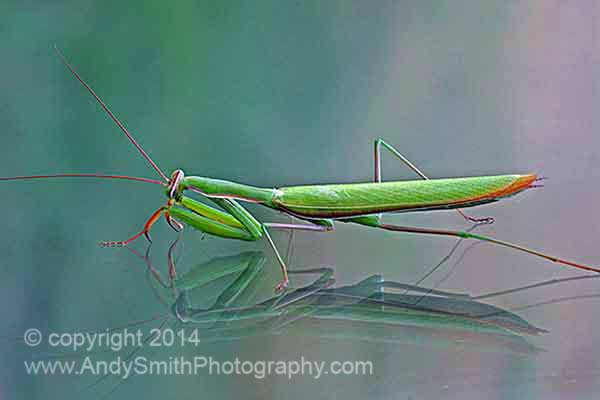 Praying Mantis