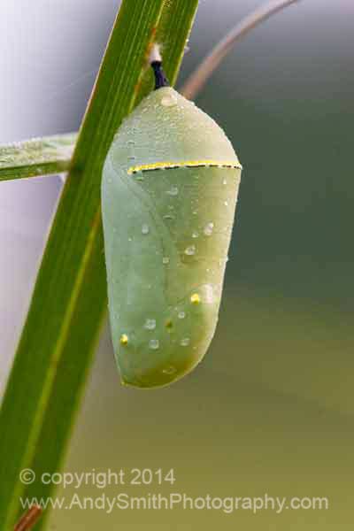 Monarch Chrysalis