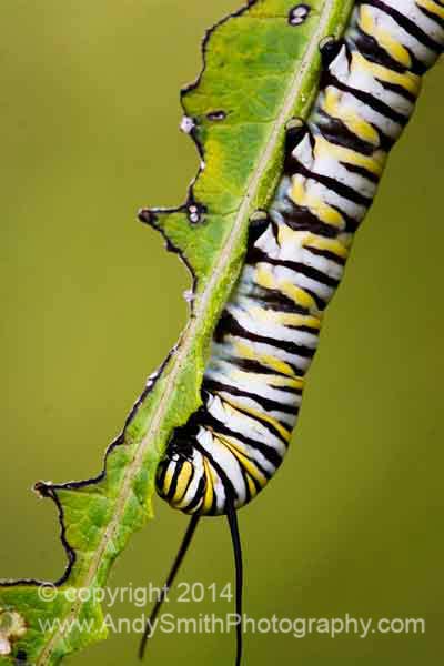 Monarch Caterpillar