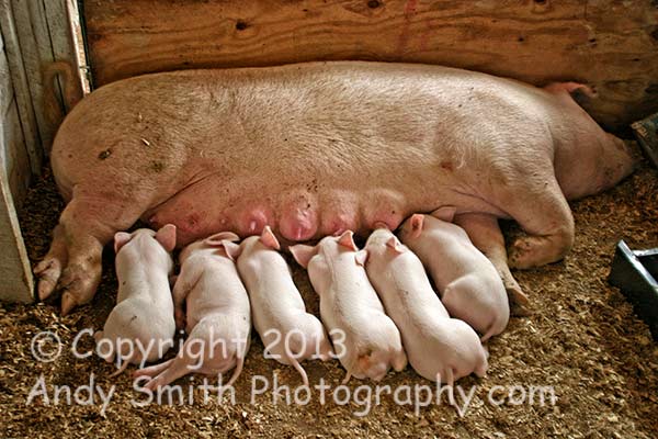 Mother pig feedng young