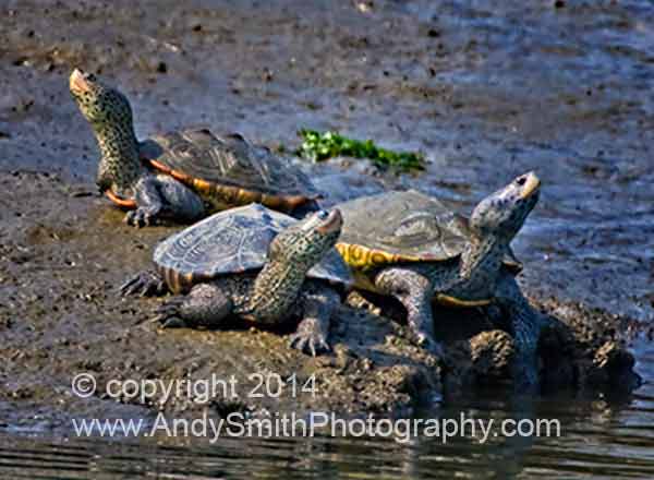 Diamondback Terrapins