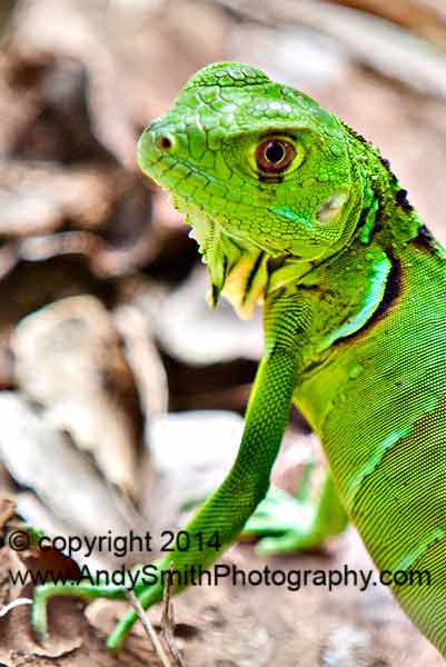 Green Lizard