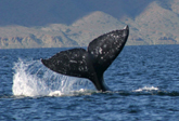 grey whale fluke in Magdalena Bay